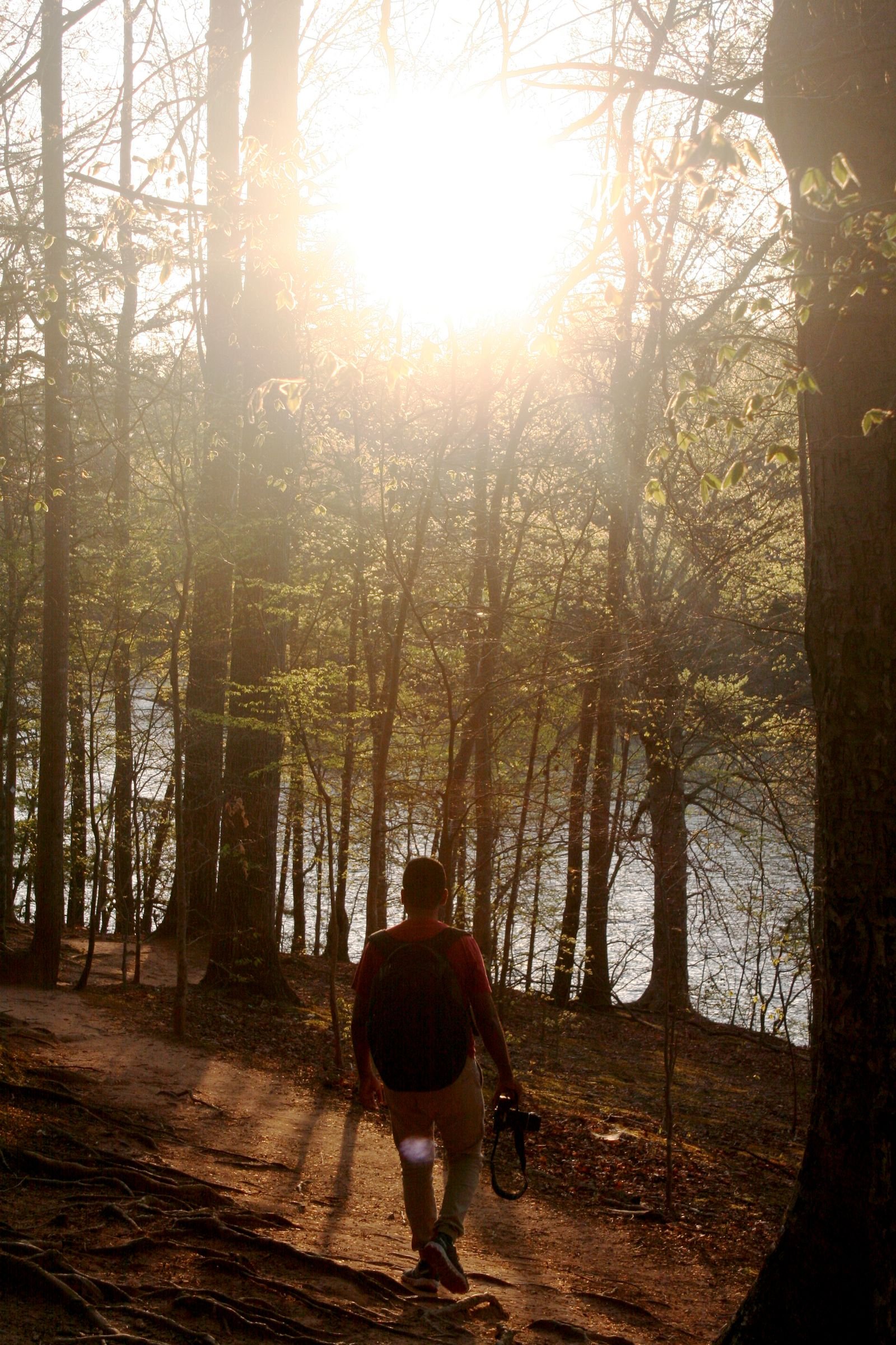 Man walking through a forest